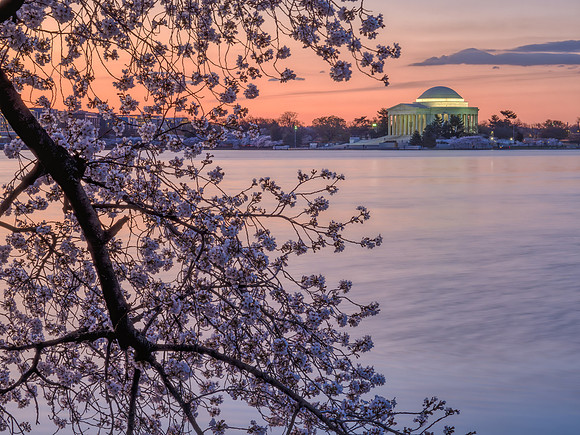 Peak Bloom Sunrise 2024