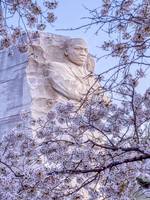 Peak Bloom MLK 2024
