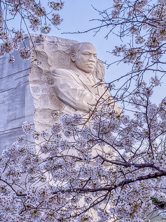 Peak Bloom MLK 2024