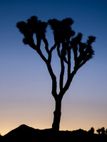Joshua Tree Sunset #2