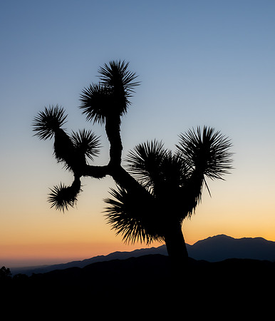 Joshua Tree Sunset #1