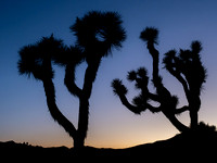 Joshua Tree Sunset #3