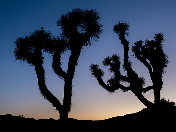 Joshua Tree Sunset #3