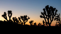Joshua Tree Sunset #4