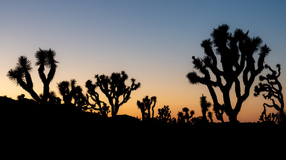 Joshua Tree Sunset #4