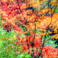 Fuzzy Foliage